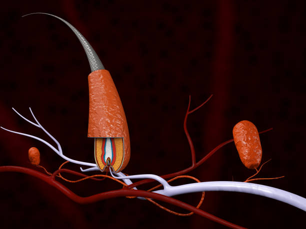 istock The structure of the hair, 3d illustration 910311648