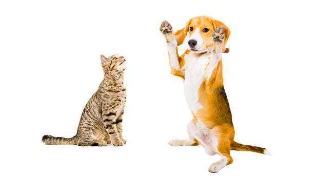 istock Cat Scottish Straight and funny Beagle dog 910313914