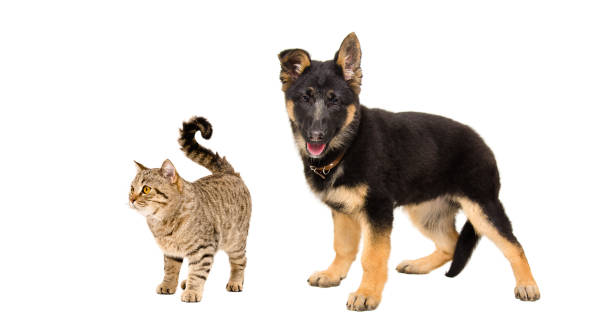 istock German Shepherd puppy and a cat Scottish Straight 910313992