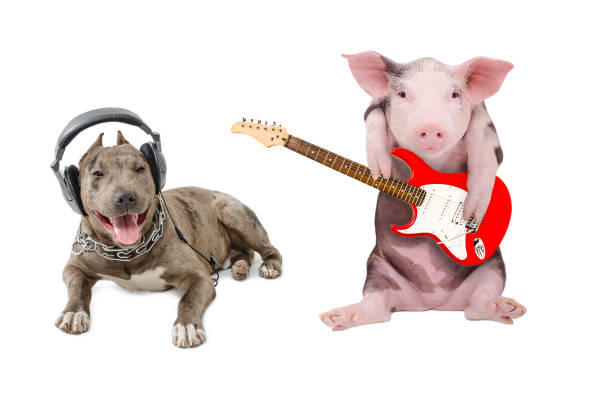 istock Pit bull in the headphones and a pig plays guitar 910314034