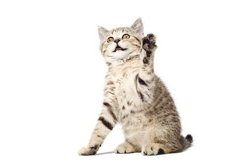 Playful kitten Scottish Straight with paw raised up Isolated on white background
