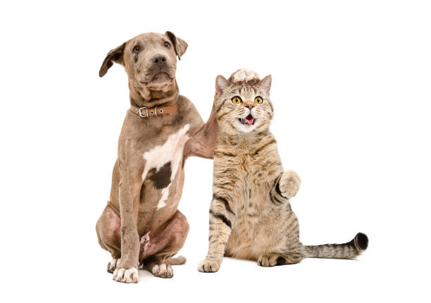 Pit bull puppy and a cat Scottish Straight amicably sitting together Pit bull puppy and a cat Scottish Straight amicably sitting together Isolated on white background begging animal behaviour stock pictures, royalty-free photos & images