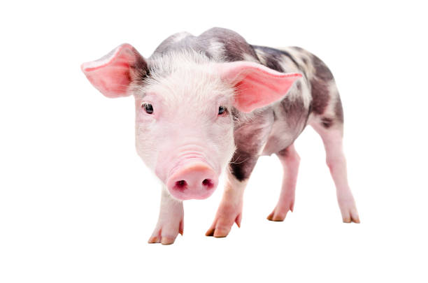 istock Portrait of a funny curious pig 910314080