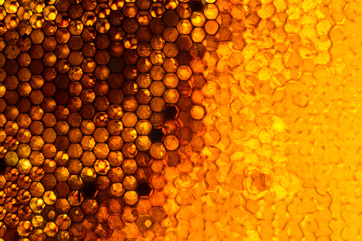 Close up studio shot of organic honey in a honey-comb.
