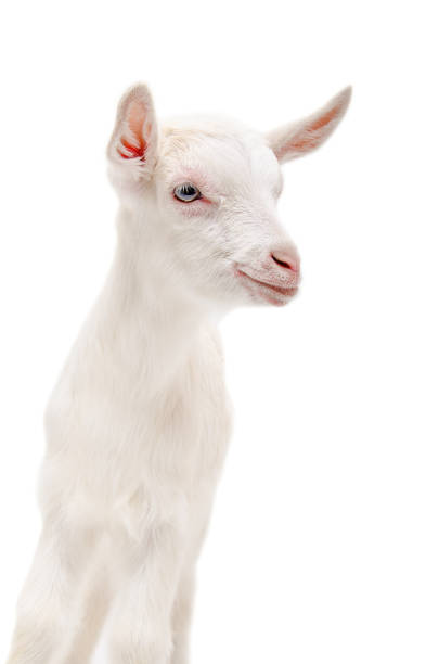 istock Portrait of a little white goat 910314116