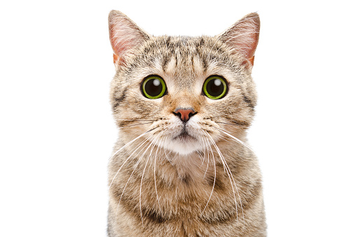 Portrait of a surprised cat Scottish Straight closeup. Isolated on white background