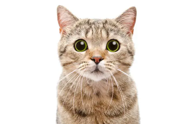 Photo of Portrait of a surprised cat Scottish Straight closeup