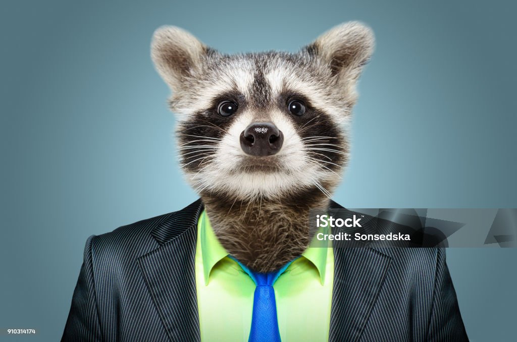 Portrait of a raccoon in a business suit Raccoon Stock Photo