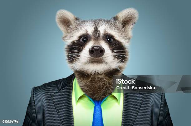 Portrait Of A Raccoon In A Business Suit Stock Photo - Download Image Now - Raccoon, Suit, Animal
