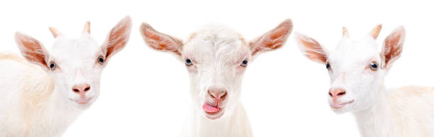 istock Portrait of a three  white goat 910314186