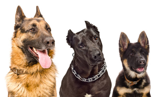 istock Portrait of three dogs. 910314206