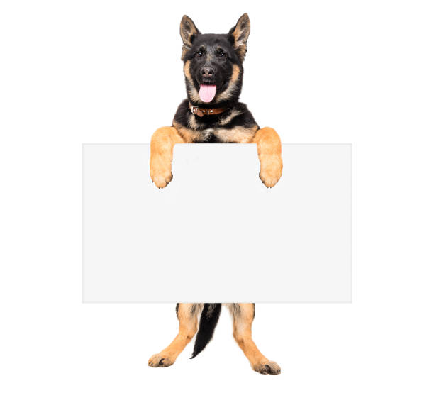 istock Puppy German Shepherd holding a placard 910314216