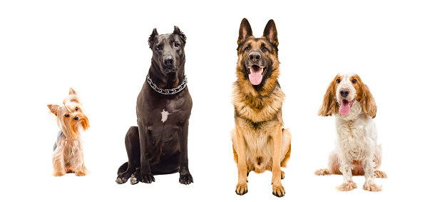 Portrait of four dogs sitting together Isolated on white background