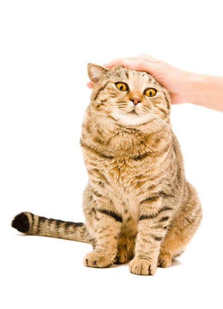 istock Satisfied from stroking a cat breed Scottish Straight sitting isolated on white background 910314242