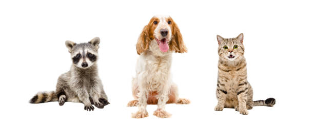 istock Raccoon, dog and cat sitting together 910314244