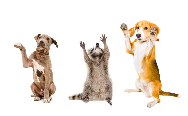 The company of cheerful animals Isolated on white background