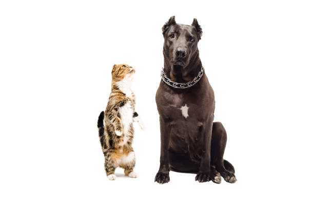 istock Staffordshire terrier and funny cat Scottish Fold 910314296