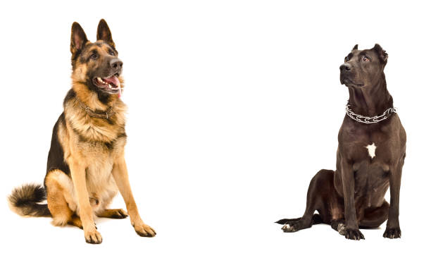 istock Two dogs sitting opposite each other 910314304