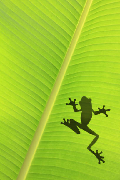 The silhouetted frog on the banana leaf.