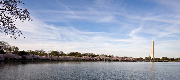 istock Panorama of cherry blossoms 91031767