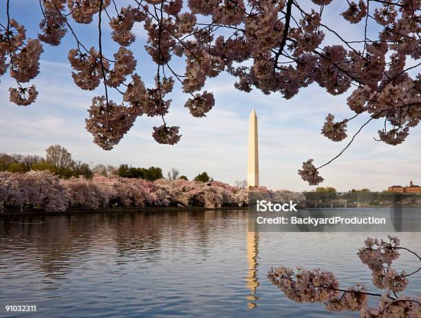 Wiśnia Kwiaty Framing Pomnik Waszyngtona - zdjęcia stockowe i więcej obrazów Architektura - Architektura, Biały, Drzewo