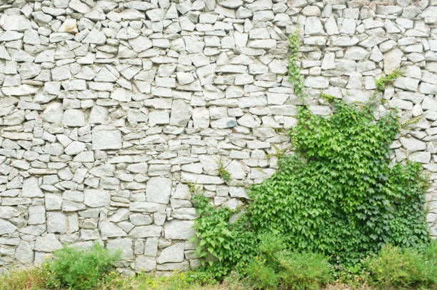 Boston ivy on stone wall Boston ivy on stone wall Boston Ivy stock pictures, royalty-free photos & images