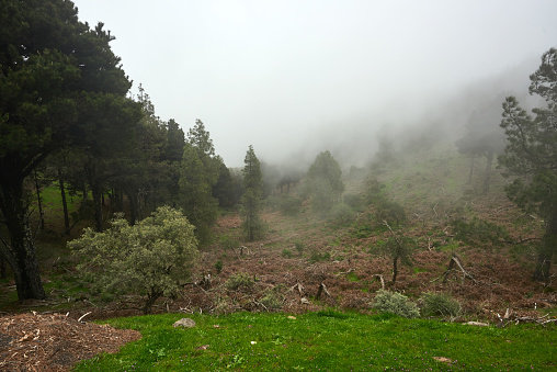 horizontal nature background of foggy forest in spring day.photo taken in Grand Canary.