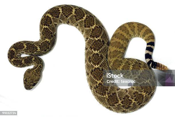 Isolated Diamondback Rattlesnake Stock Photo - Download Image Now - Diamondback Rattlesnake, West - Direction, Wild West