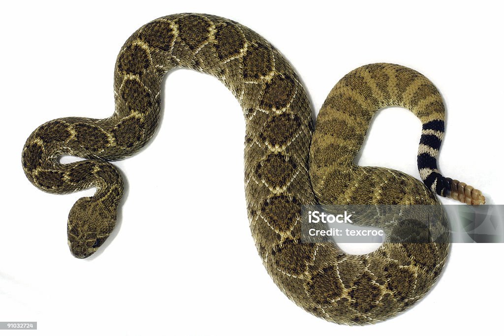 Pusta Diamondback Rattlesnake - Zbiór zdjęć royalty-free (Dziki Zachód)