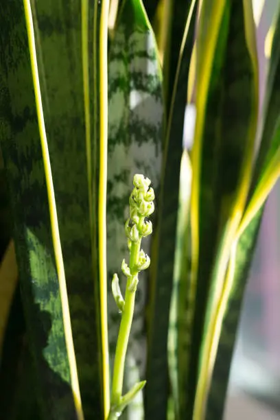 Blooming/Blossoming/Flowering Bud of Snake Plant (Sansevieria, Mother-in-Law's Tongue)