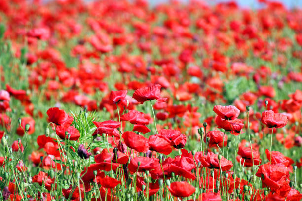 istock red poppies flower meadow spring season landscape 910329688