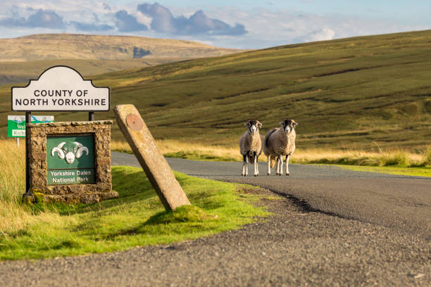 istock Two sheep as boarder guards to the Yorkshire Dales 910331888