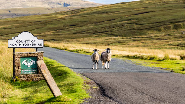 istock Two sheep as boarder guards to the Yorkshire Dales 910331900