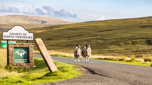 dos ovejas como guardias de frontera para los valles de yorkshire - kirkby stephen fotografías e imágenes de stock