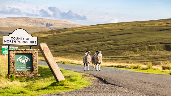 Two sheep as boarder guards to the Yorkshire Dales, seen on the B6270 road between Kirkby Stephen and Gunnerside, North Yorkshire, UK