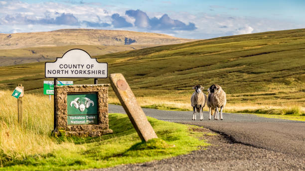 istock Two sheep as boarder guards to the Yorkshire Dales 910331920