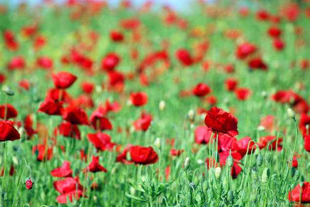 istock red poppies flower meadow spring season 910332156