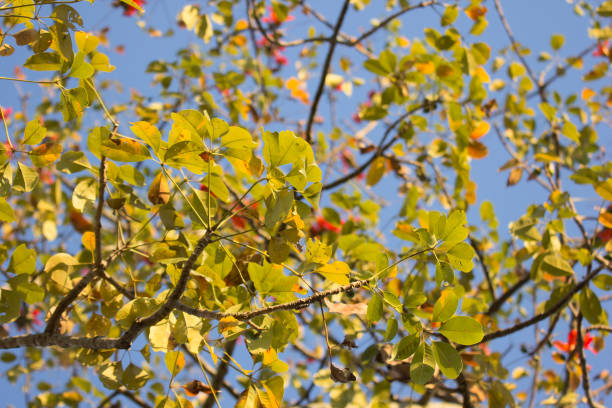 istock Leaf of  Bombax ceiba tree 910332674