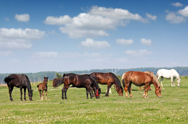 istock herd of horses in pasture spring season 910332976