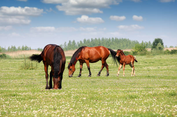 istock two horses and foal in pasture 910333120
