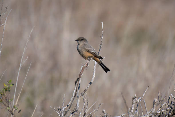 istock Say's Phoebe Perched on Branch in Grassy Meadow During Fall with Yellow Grass 910333176