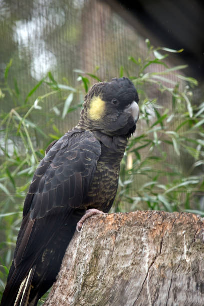istock yellow tailed black cockatoo 910336988