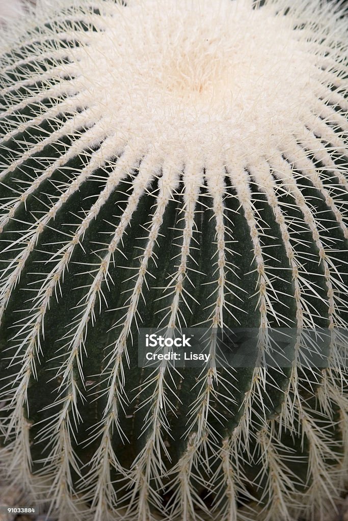 Ferocactus Echinocactus - Royalty-free Abstrato Foto de stock