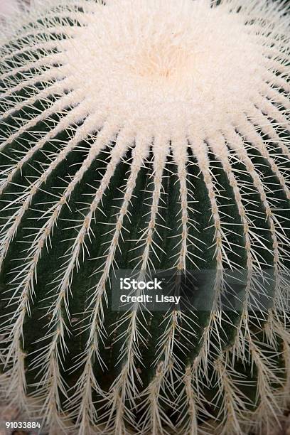 Ferocactus Echinocactus - Fotografias de stock e mais imagens de Abstrato - Abstrato, Afiado, Cato