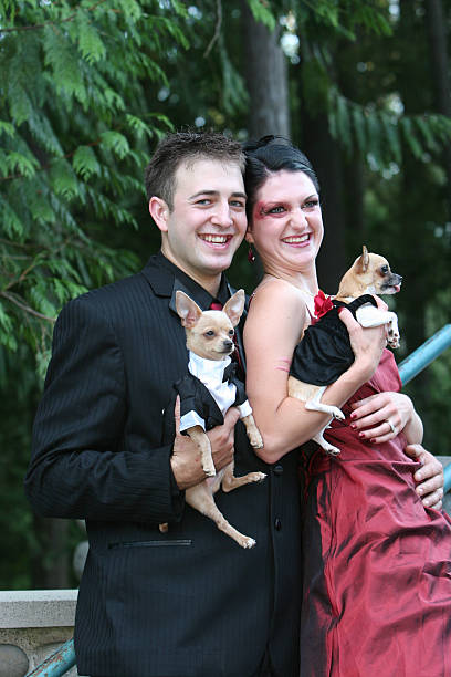 istock Dressed up couple and their dogs 91033893