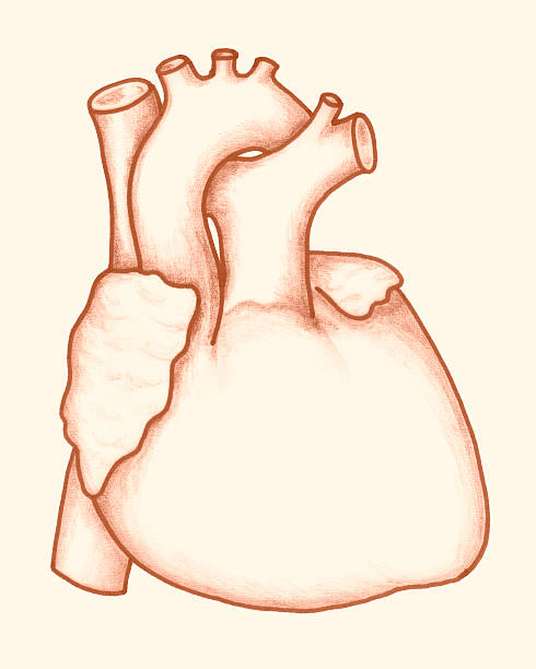 Anatomiczna konstrukcja z Serce człowieka – zdjęcie