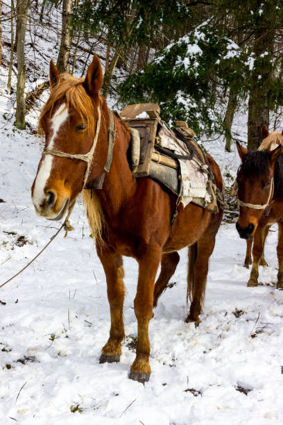 istock Firewood pack horses in Stara planina mountain, Bulgaria 910340366