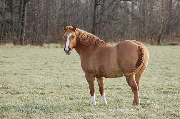 fat quarter horse retour - corps dun animal photos et images de collection