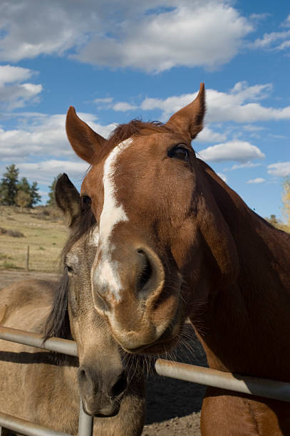 istock Quarter Horse and Mustang - 