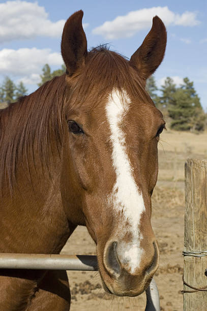 istock Quarter Horse Portrait 91034172